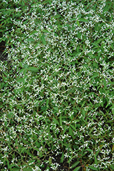 Breathless White Euphorbia (Euphorbia 'Balbrewite') at Debbie's Greenhouse & Garden Centre