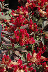 Intenz Lipstick Celosia (Celosia 'Spitenz Lipstick') at Debbie's Greenhouse & Garden Centre