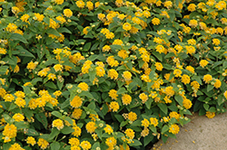 Little Lucky Pot Of Gold Lantana (Lantana camara 'Little Lucky Pot Of Gold') at Debbie's Greenhouse & Garden Centre