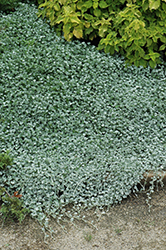 Silver Falls Dichondra (Dichondra argentea 'Silver Falls') at Debbie's Greenhouse & Garden Centre