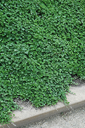 Emerald Falls Dichondra (Dichondra argentea 'Emerald Falls') at Debbie's Greenhouse & Garden Centre
