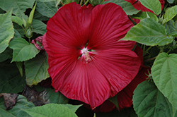 Honeymoon Deep Red Hibiscus (Hibiscus 'Honeymoon Deep Red') at Debbie's Greenhouse & Garden Centre