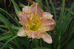 Bettylen Daylily (Hemerocallis 'Bettylen') at Debbie's Greenhouse & Garden Centre