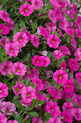 MiniFamous Neo Pink Calibrachoa (Calibrachoa 'MiniFamous Neo Pink') at Debbie's Greenhouse & Garden Centre