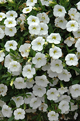 MiniFamous Neo White Calibrachoa (Calibrachoa 'MiniFamous Neo White') at Debbie's Greenhouse & Garden Centre