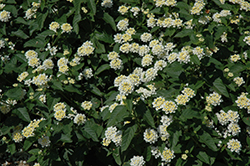 Lucky White Lantana (Lantana camara 'Lucky White') at Debbie's Greenhouse & Garden Centre
