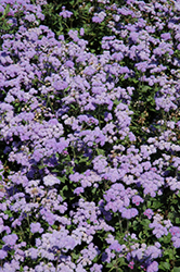 High Tide Blue Flossflower (Ageratum 'PAS347557') at Debbie's Greenhouse & Garden Centre