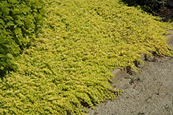 Goldilocks Creeping Jenny (Lysimachia nummularia 'Goldilocks') at Debbie's Greenhouse & Garden Centre