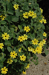 Sunny Lemon Star Black-Eyed Susan (Thunbergia alata 'Sunny Lemon Star') at Debbie's Greenhouse & Garden Centre