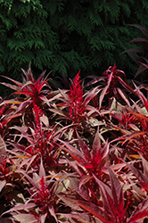 Dragon's Breath Plumed Celosia (Celosia plumosa 'Dragon's Breath') at Debbie's Greenhouse & Garden Centre