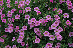 Cabaret Light Pink Calibrachoa (Calibrachoa 'Balcablinkim') at Debbie's Greenhouse & Garden Centre