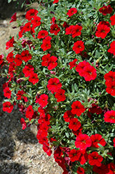Cabaret Bright Red Calibrachoa (Calibrachoa 'Balcabrite') at Debbie's Greenhouse & Garden Centre