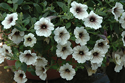 Supertunia Latte Petunia (Petunia 'Supertunia Latte') at Debbie's Greenhouse & Garden Centre
