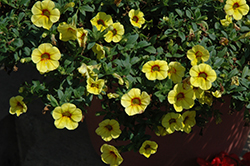 Aloha Kona Pineapple Calibrachoa (Calibrachoa 'Aloha Kona Pineapple') at Debbie's Greenhouse & Garden Centre