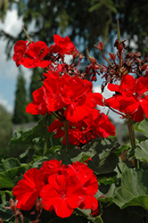 Fantasia Cardinal Red Geranium (Pelargonium 'Fantasia Cardinal Red') at Debbie's Greenhouse & Garden Centre