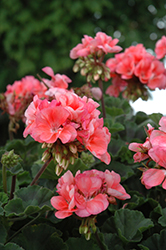 Fantasia Salmon Geranium (Pelargonium 'Fantasia Salmon') at Debbie's Greenhouse & Garden Centre