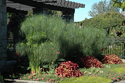 King Tut Egyptian Papyrus (Cyperus papyrus 'King Tut') at Debbie's Greenhouse & Garden Centre