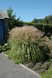 Huron Sunrise Maiden Grass (Miscanthus sinensis 'Huron Sunrise') at Debbie's Greenhouse & Garden Centre