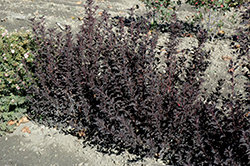 Tiny Wine Ninebark (Physocarpus opulifolius 'SMPOTW') at Debbie's Greenhouse & Garden Centre