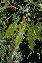 Admiration Oak (Quercus 'Jefmir') at Debbie's Greenhouse & Garden Centre