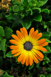 Sunshine Beauty African Daisy (Osteospermum ecklonis 'Sunshine Beauty') at Debbie's Greenhouse & Garden Centre