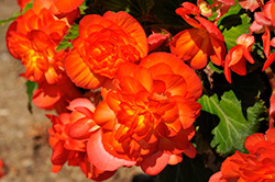 Nonstop Fire Begonia (Begonia 'Nonstop Fire') at Debbie's Greenhouse & Garden Centre