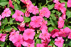 Beacon Rose Impatiens (Impatiens walleriana 'Beacon Rose') at Debbie's Greenhouse & Garden Centre