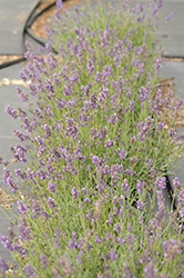 SuperBlue Lavender (Lavandula angustifolia 'SuperBlue') at Debbie's Greenhouse & Garden Centre