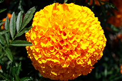 Big Duck Orange Marigold (Tagetes erecta 'Big Duck Orange') at Debbie's Greenhouse & Garden Centre