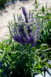 Baby Bloomer Blue Speedwell (Veronica 'Baby Bloomer Blue') at Debbie's Greenhouse & Garden Centre