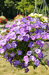 Easy Wave Lavender Sky Blue Petunia (Petunia 'Easy Wave Lavender Sky Blue') at Debbie's Greenhouse & Garden Centre