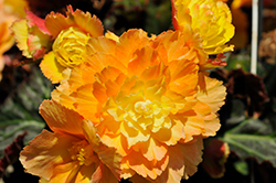 I'Conia Portofino Citrix Begonia (Begonia 'I'Conia Portofino Citrix') at Debbie's Greenhouse & Garden Centre