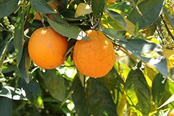 Washington Navel Orange (Citrus sinensis 'Washington Navel') at Debbie's Greenhouse & Garden Centre