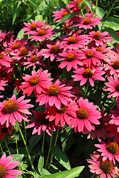 Sombrero Tres Amigos Coneflower (Echinacea 'Balsomtresgo') at Debbie's Greenhouse & Garden Centre