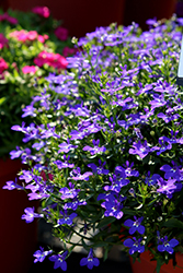 Magadi Compact Dark Blue Lobelia (Lobelia erinus 'Magadi Compact Dark Blue') at Debbie's Greenhouse & Garden Centre