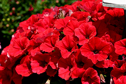 CannonBall Red Petunia (Petunia 'Balcanned') at Debbie's Greenhouse & Garden Centre