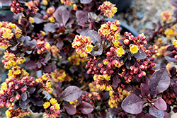 Concorde Japanese Barberry (Berberis thunbergii 'Concorde') at Debbie's Greenhouse & Garden Centre