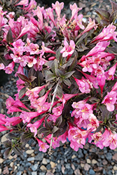 Date Night Stunner Weigela (Weigela florida 'Spring 2') at Debbie's Greenhouse & Garden Centre