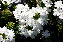 Firehouse White Verbena (Verbena 'Balfireitim') at Debbie's Greenhouse & Garden Centre