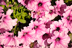 CannonBall Rose Vein Petunia (Petunia 'Balcannosv') at Debbie's Greenhouse & Garden Centre
