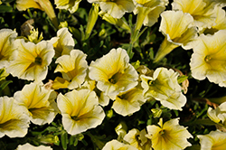 CannonBall Yellow Petunia (Petunia 'Balcannell') at Debbie's Greenhouse & Garden Centre