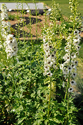 Pacific Giant Percival Larkspur (Delphinium 'Percival') at Debbie's Greenhouse & Garden Centre