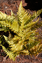 Brilliance Autumn Fern (Dryopteris erythrosora 'Brilliance') at Debbie's Greenhouse & Garden Centre