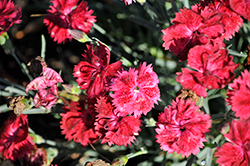 Single Ladies Red Rouge Pinks (Dianthus 'Red Rouge') at Debbie's Greenhouse & Garden Centre
