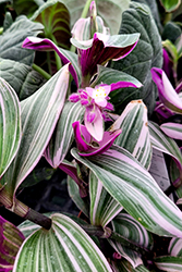 Nanouk Tradescantia (Tradescantia albiflora 'Nanouk') at Debbie's Greenhouse & Garden Centre