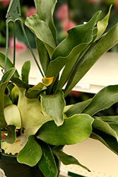 Netherlands Staghorn Fern (Platycerium bifurcatum 'Netherlands') at Debbie's Greenhouse & Garden Centre