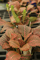 Nerve Plant (Fittonia argyroneura) at Debbie's Greenhouse & Garden Centre