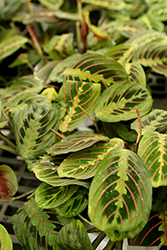Prayer Plant (Maranta leuconeura 'var. erythroneura') at Debbie's Greenhouse & Garden Centre