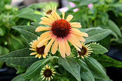 SunSeekers Tequila Sunrise Coneflower (Echinacea 'IFECSSTS') at Debbie's Greenhouse & Garden Centre