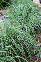 Lemon Grass (Cymbopogon citratus) at Debbie's Greenhouse & Garden Centre